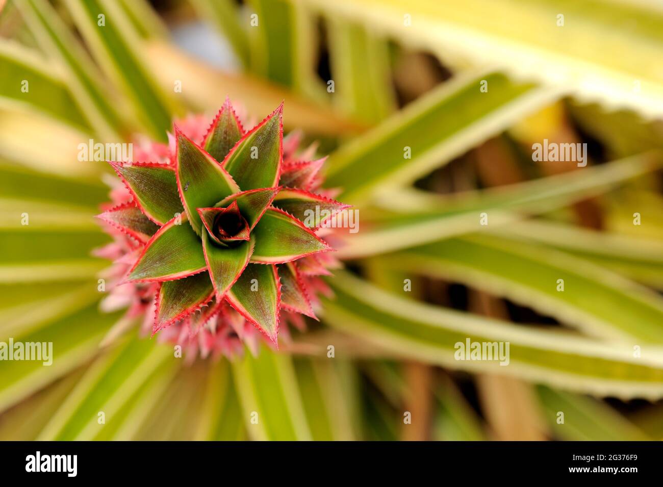 Blume der Zierananas (Ananas sp). Oahu, Hawaii Stockfoto