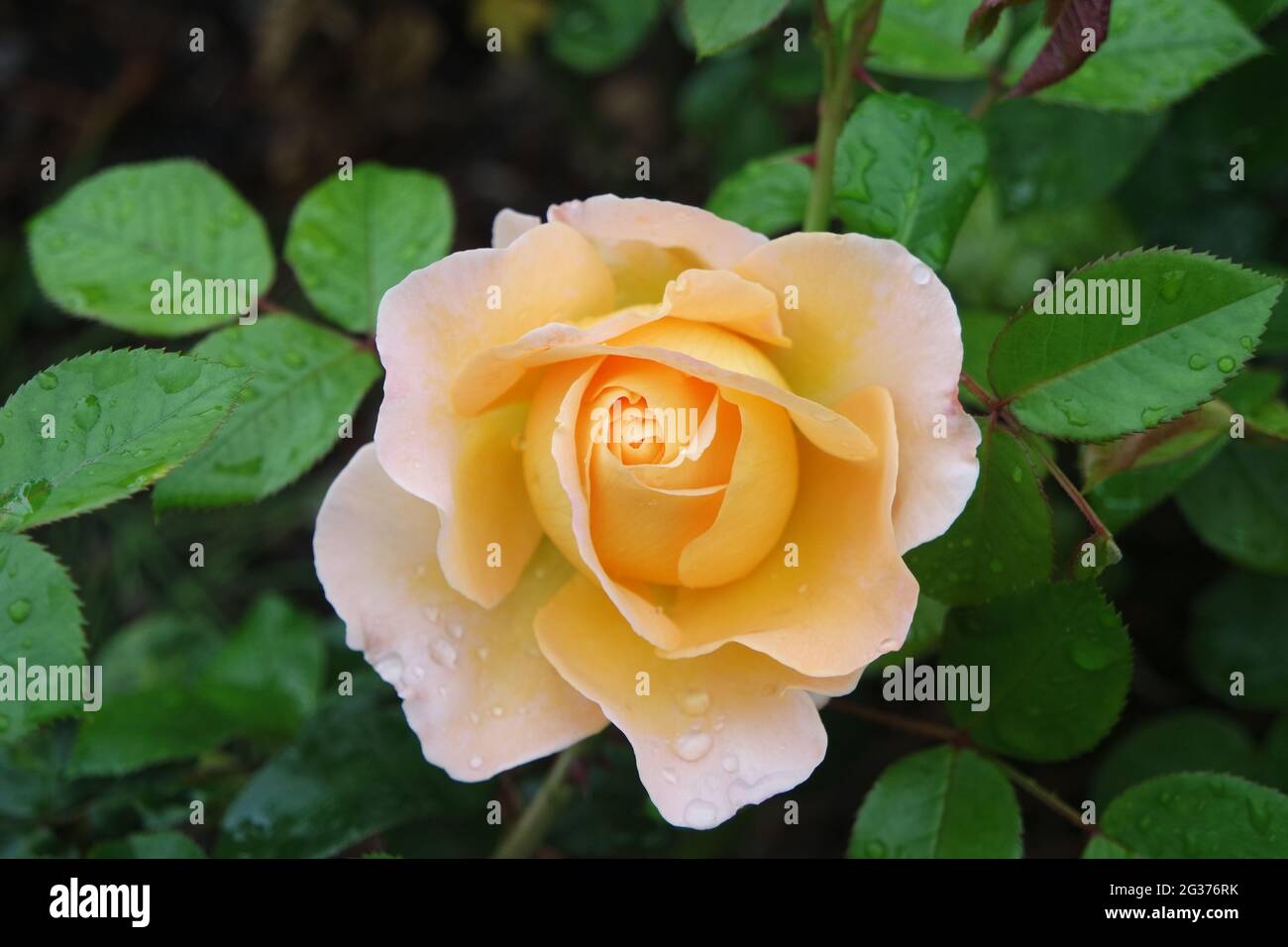 Blühende Gelbe Rosenblüte Mit Wassertropfen Stockfoto