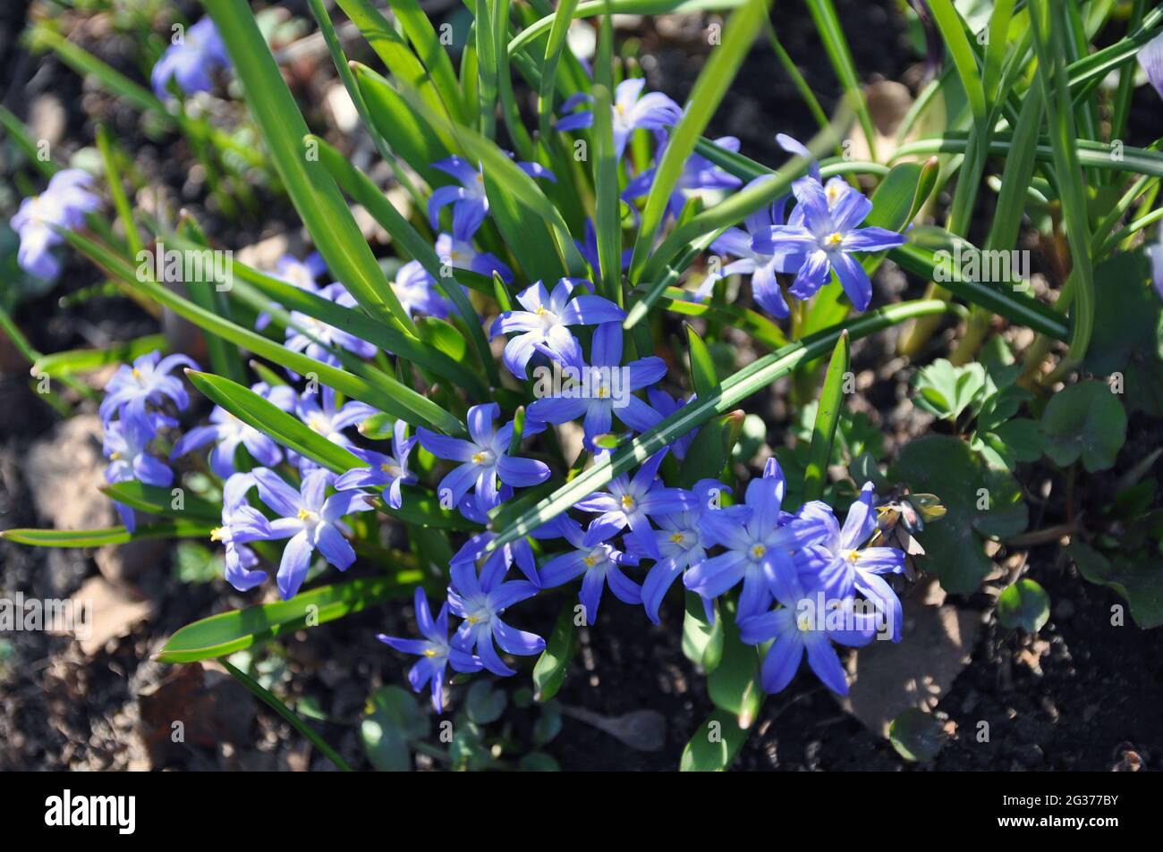 Frühlings-Primeln. Chionodoxa forbesii im Frühlingsgarten. Früh blühende Knollenpflanzen mit schönen blauen Blüten in einem Frühlingspark. Stockfoto