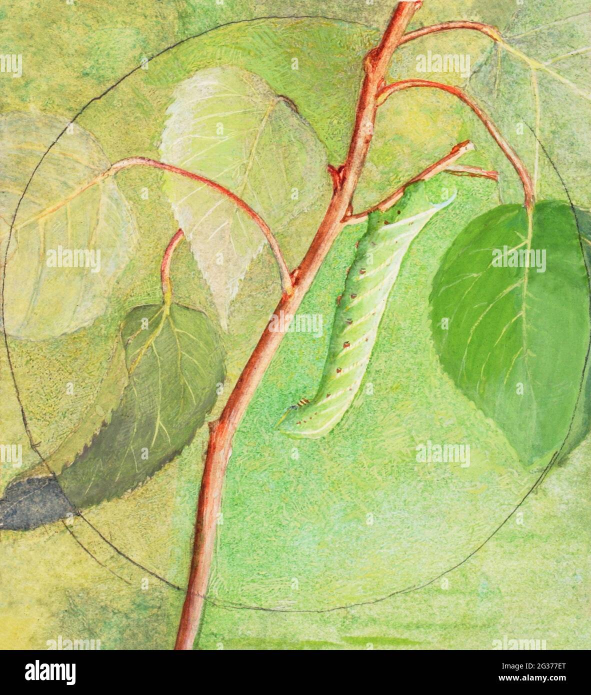 Sphinx Caterpillar, Studie zur Buchverdeckung in der Animal Kingdom Malerei in hoher Auflösung von Abbott Handerson Thayer. Stockfoto