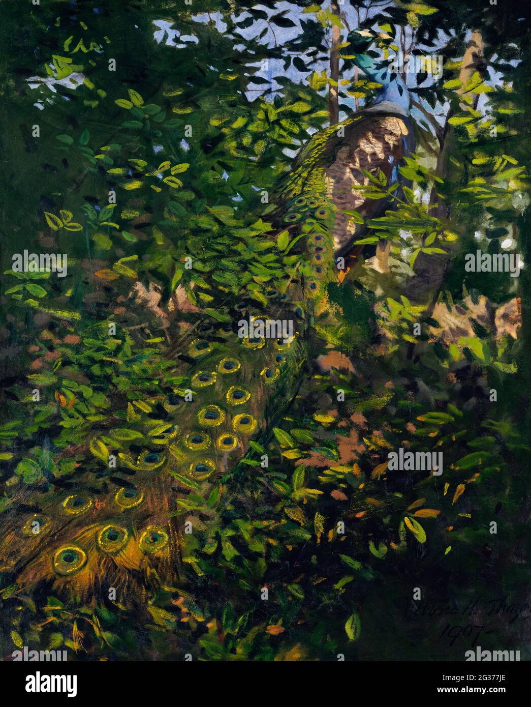 Pfau im Wald, Studie für Buch Verheimlichung Färbung in der Animal Kingdom (1907) Malerei in hoher Auflösung von Abbott Handerson Thayer. Stockfoto
