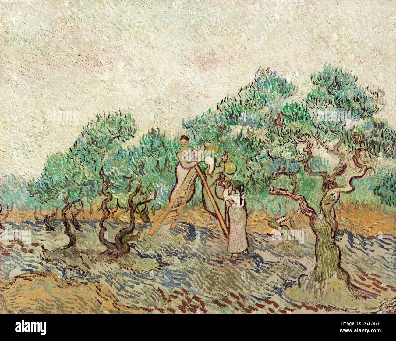 Kunst / Malerei – der Olivengarten (1889) von Vincent van Gogh. Stockfoto