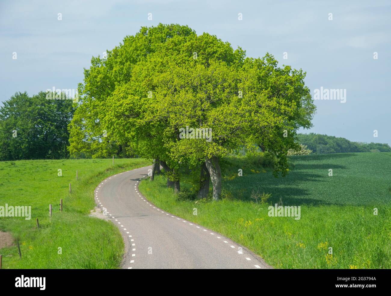 Landschaft mit Landstraße und Bäumen bei Baldringe, Ystad, Scania, Schweden, Skandinavien Stockfoto