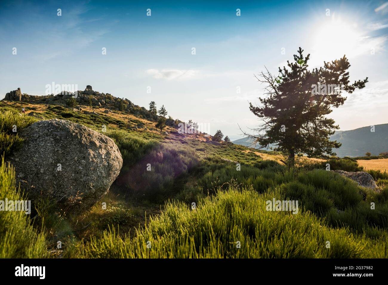 Mont Lozere, Gorges du Tarn, Parc National des Cevennes, Nationalpark Cevennes, Lozere, Languedoc-Roussillon, Ozzitanie, Frankreich Stockfoto
