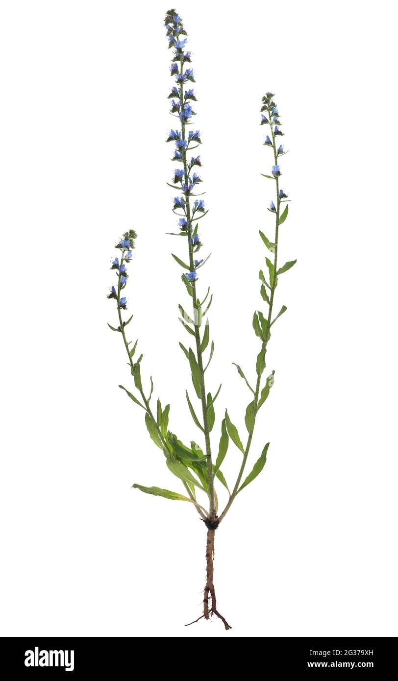 Viper's bugloss (Echium vulgare) auf weißem Grund, Studiofoto, Deutschland Stockfoto