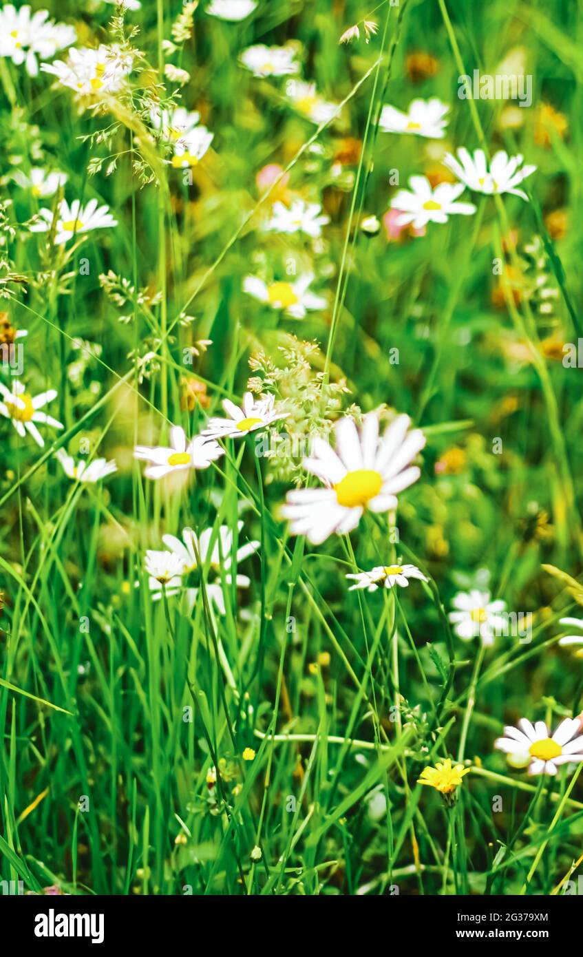 Daisy Feld im Sommer, grünes Gras und blühende Blumen, Kamillenwiese als Frühlingsnatur und Blumenhintergrund, botanischer Garten und Öko-Umgebung Stockfoto