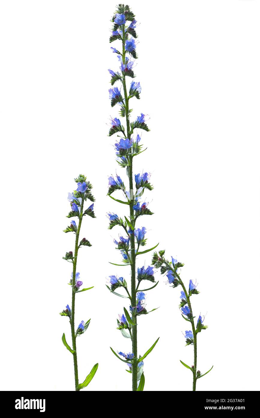 Viper's bugloss (Echium vulgare) auf weißem Grund, Studiofoto, Deutschland Stockfoto