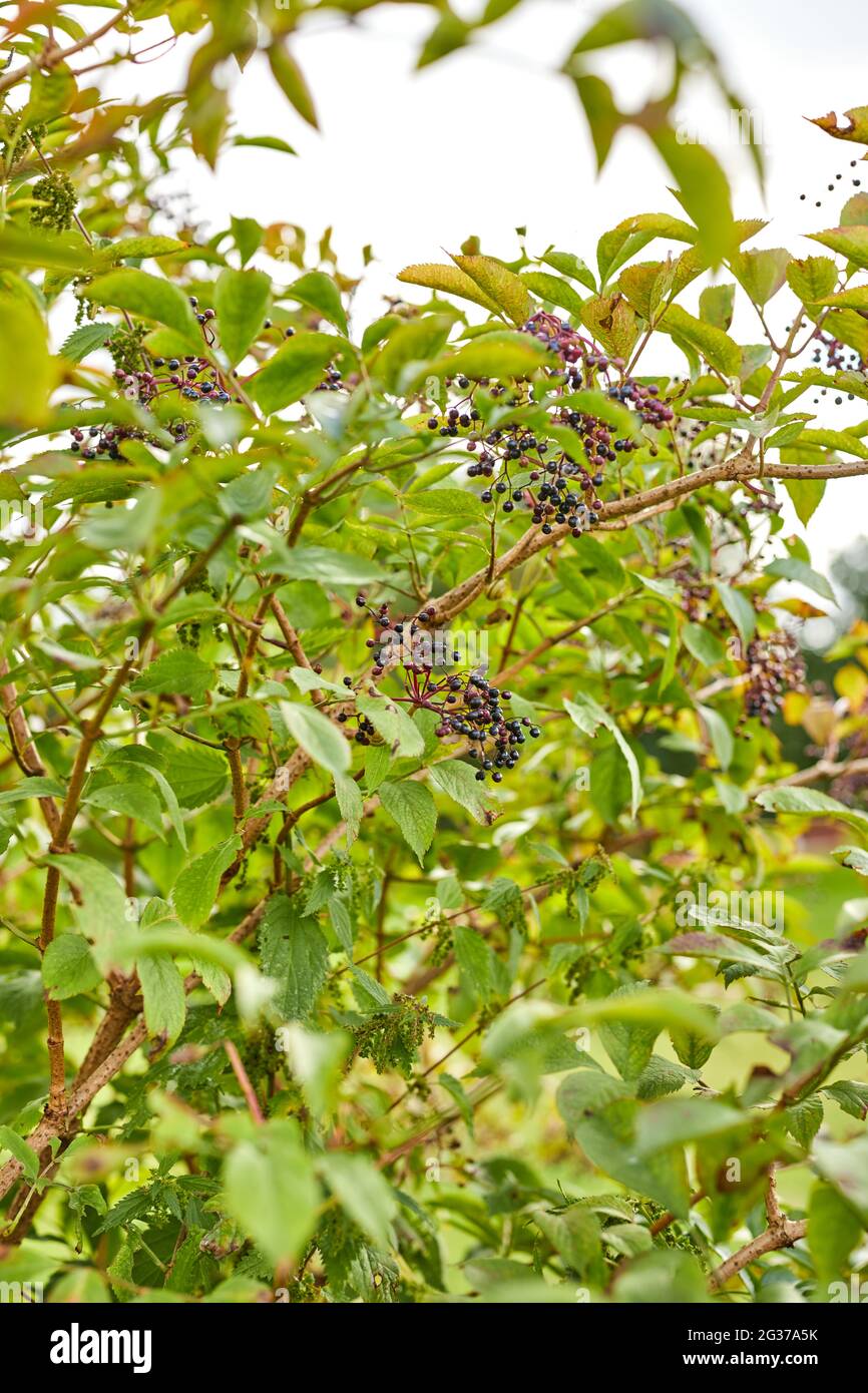 Schwarze Beerenfrüchte auf einem großen Busch in einem Garten Stockfoto