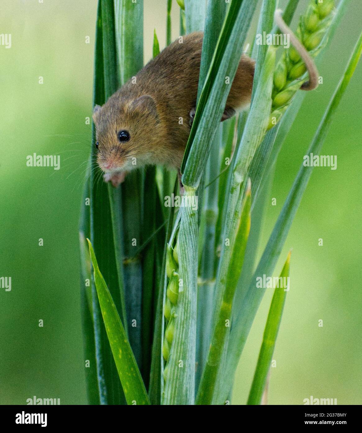 Ernte die Maus auf Gras im British Wildlife Centre Stockfoto