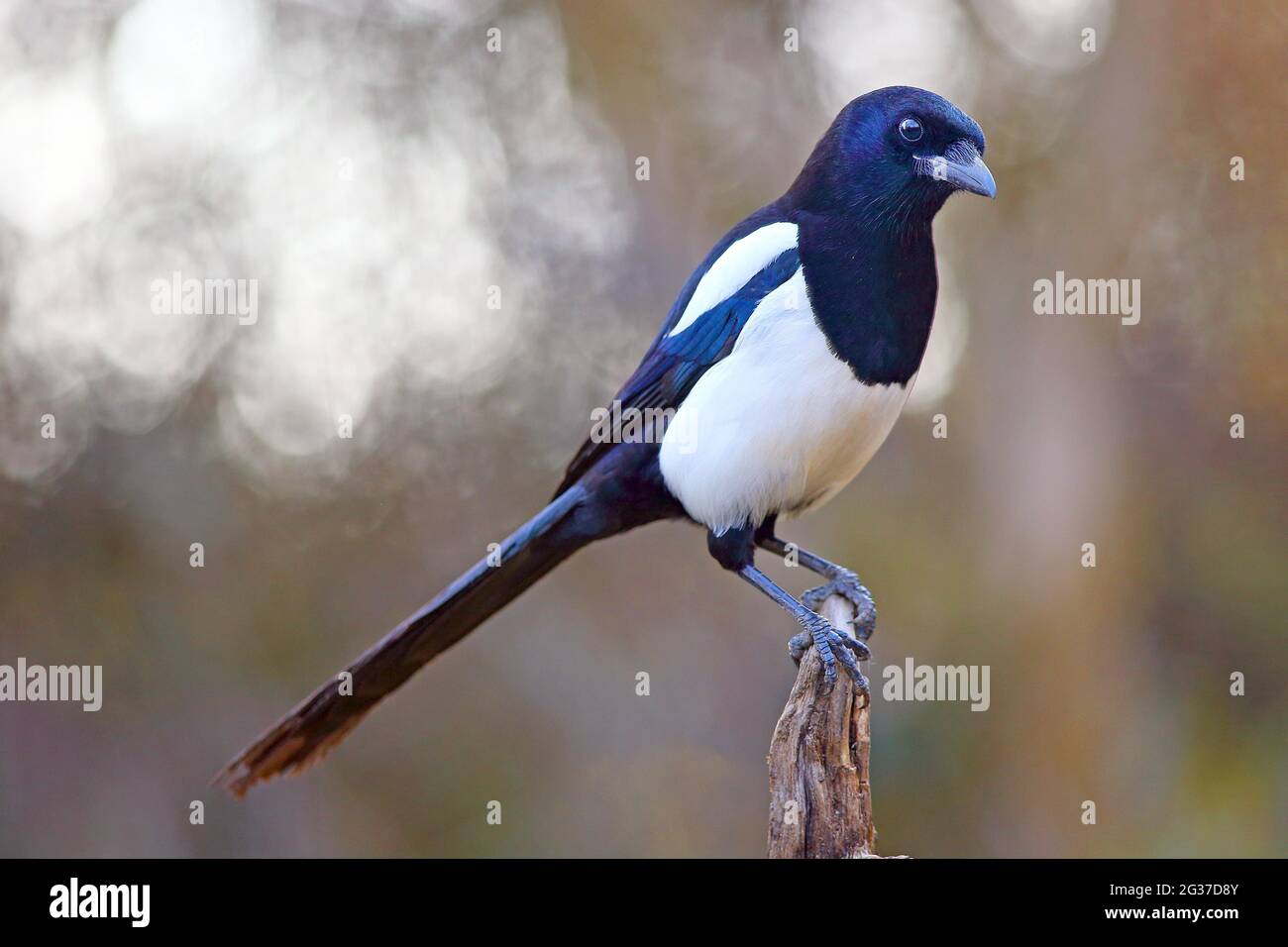 Europäische Elster (Pica pica) sitzt auf einer Wurzel, Solms, Hessen Stockfoto