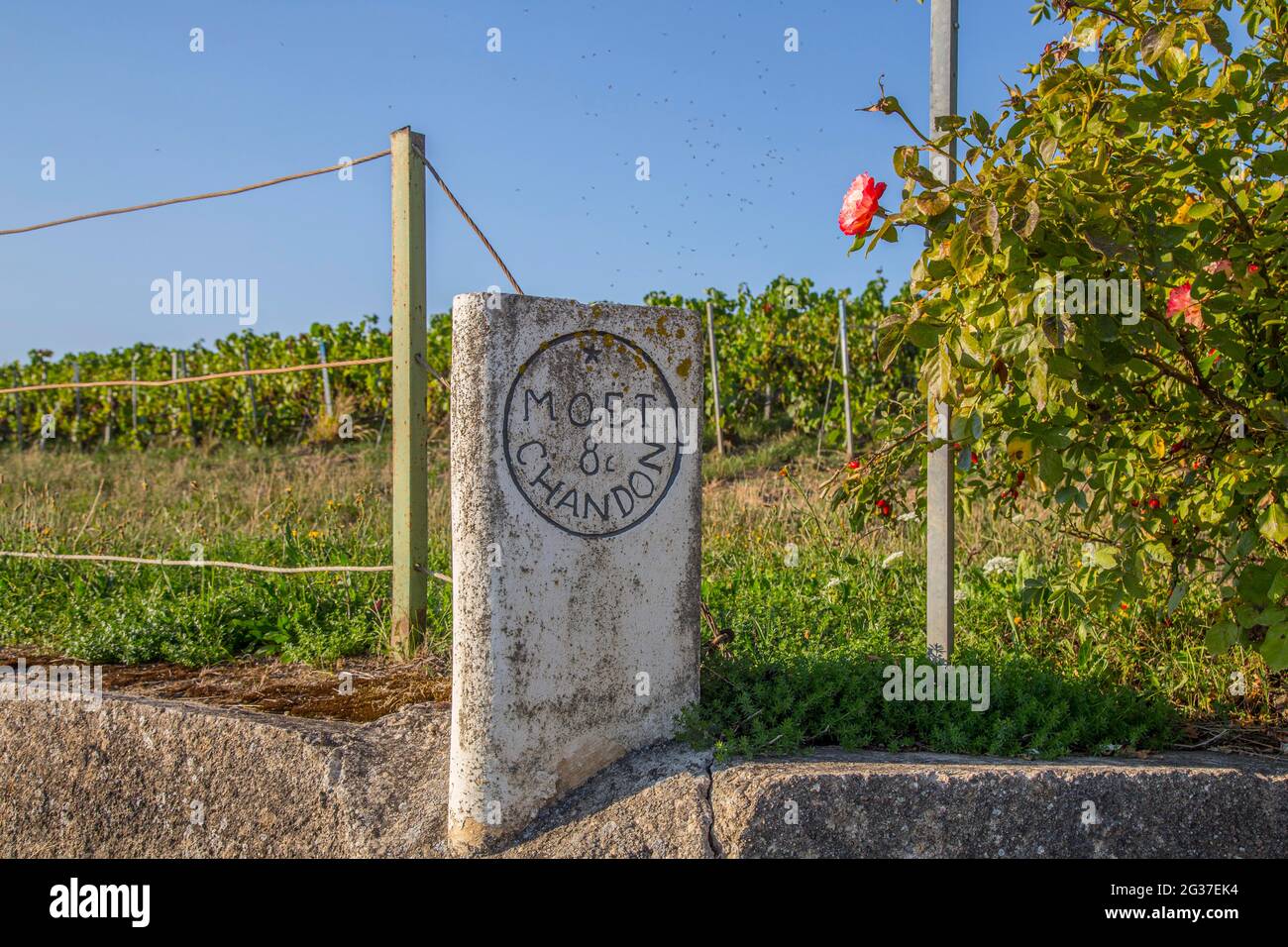 Grenzstein des Weinbergs der Champagnergesellschaft Moet &amp; Chandon an der Landstraße D344 zwischen Hautvilliers und Epernay, Champagne, Region Stockfoto