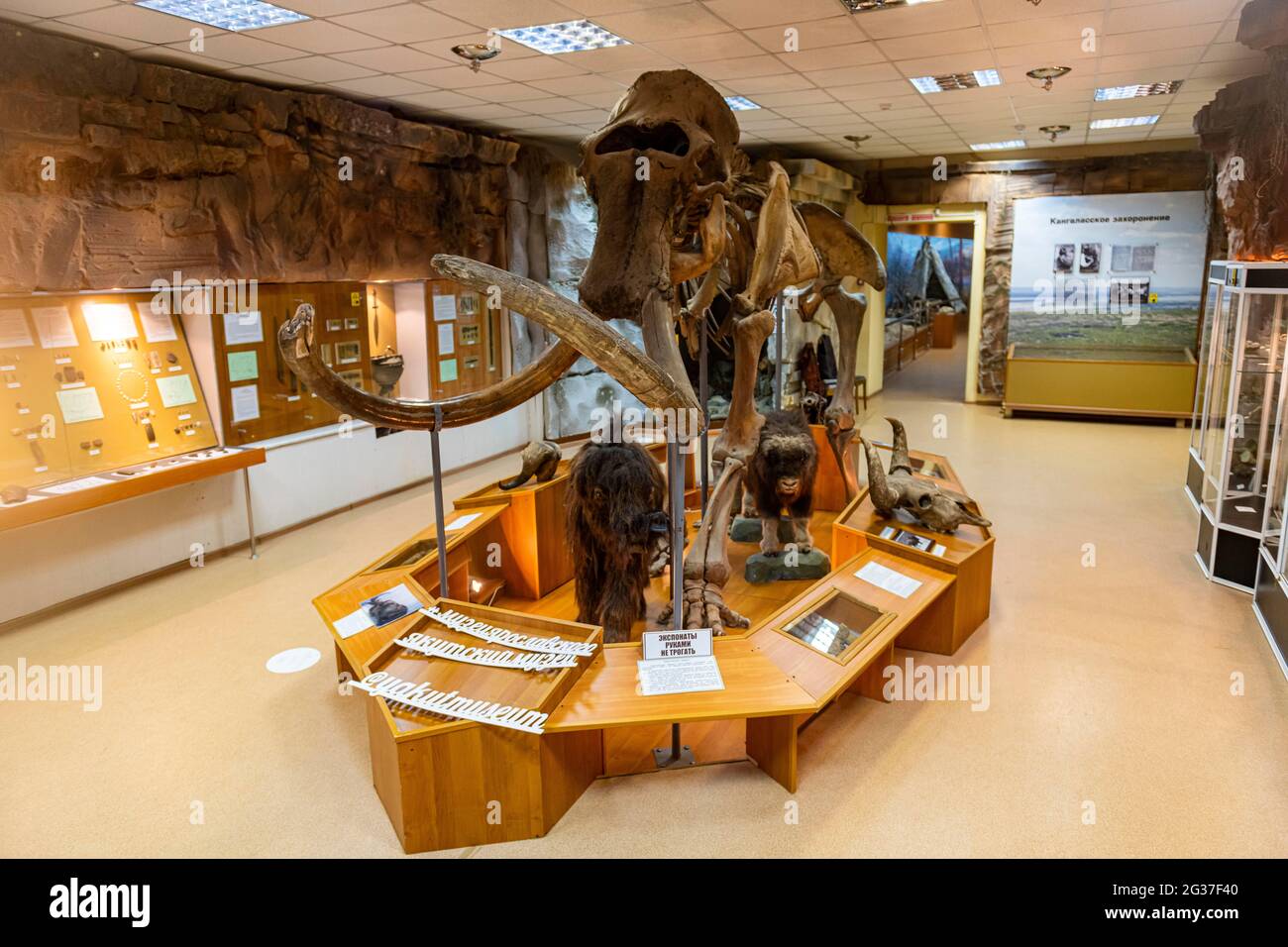 Mammut im Museum für Geschichte und Kultur der Menschen des Nordens, Jakutsk, Sakha-Republik, Russland Stockfoto
