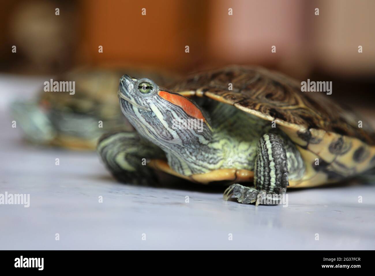 Rotohrschildkröte. Nahaufnahme. Haustiere. Ein Reptil. American Freshwater Turtle Slider. Pflege und Pflege von Haustieren. Stockfoto