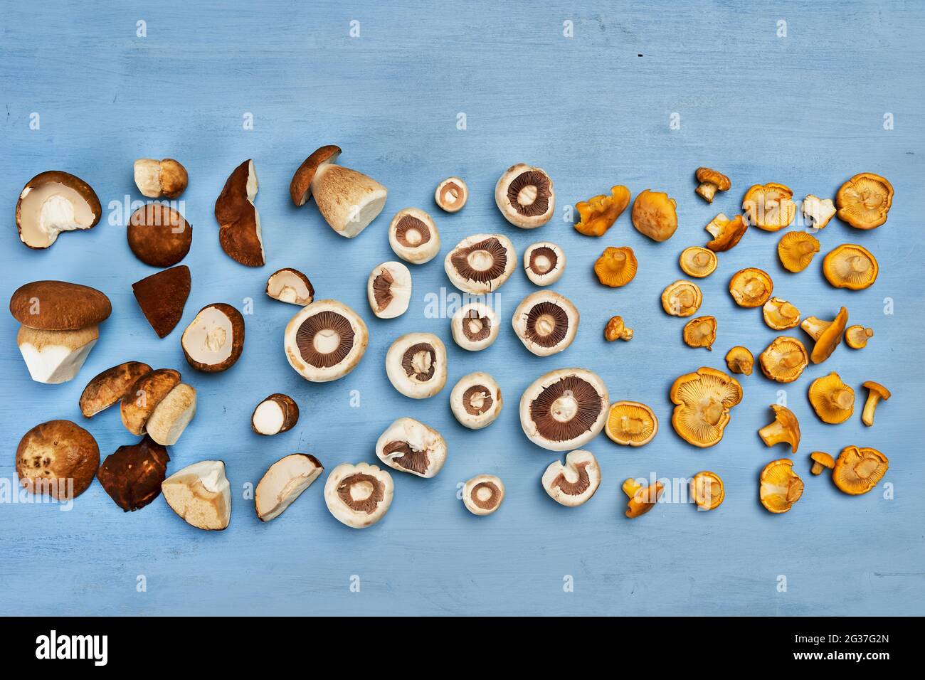 Eine Vielzahl von essbaren Waldpilzen, Botele, Chantarelle und Champignons auf Holzbrett, gereinigt und bereit zum Kochen Stockfoto