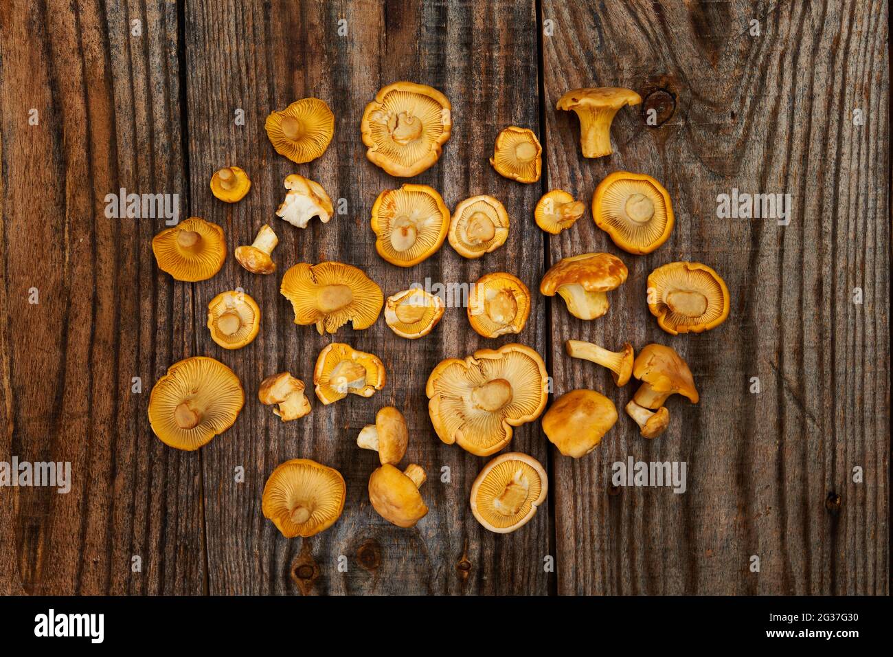 Ein Haufen köstlicher, frischer, essbarer Golden Chantarelle-Pilze auf einem rustikalen Holzbrett Stockfoto