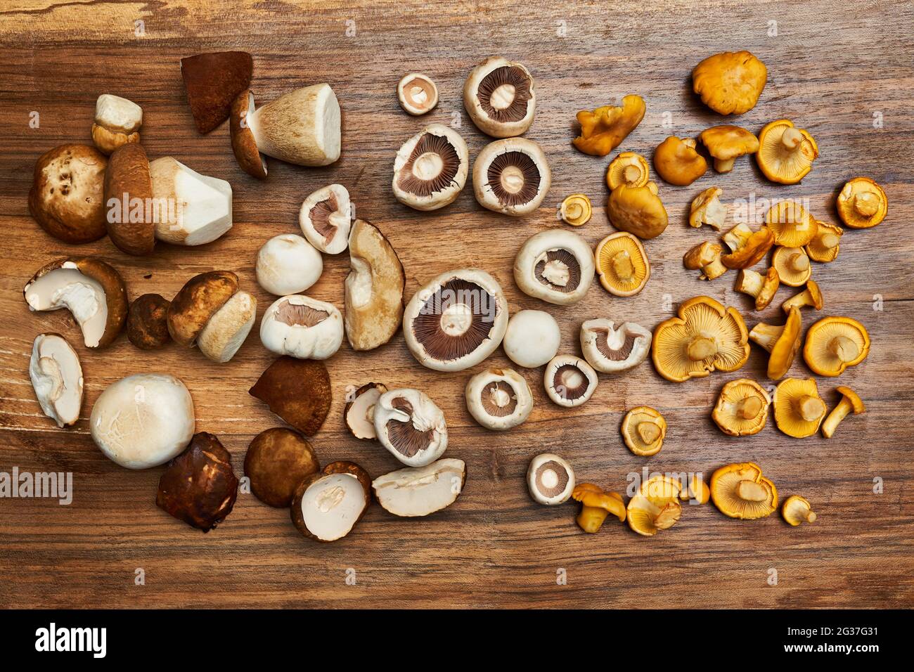 Eine Vielzahl von essbaren Waldpilzen, Botele, Chantarelle und Champignons auf Holzbrett, gereinigt und bereit zum Kochen Stockfoto