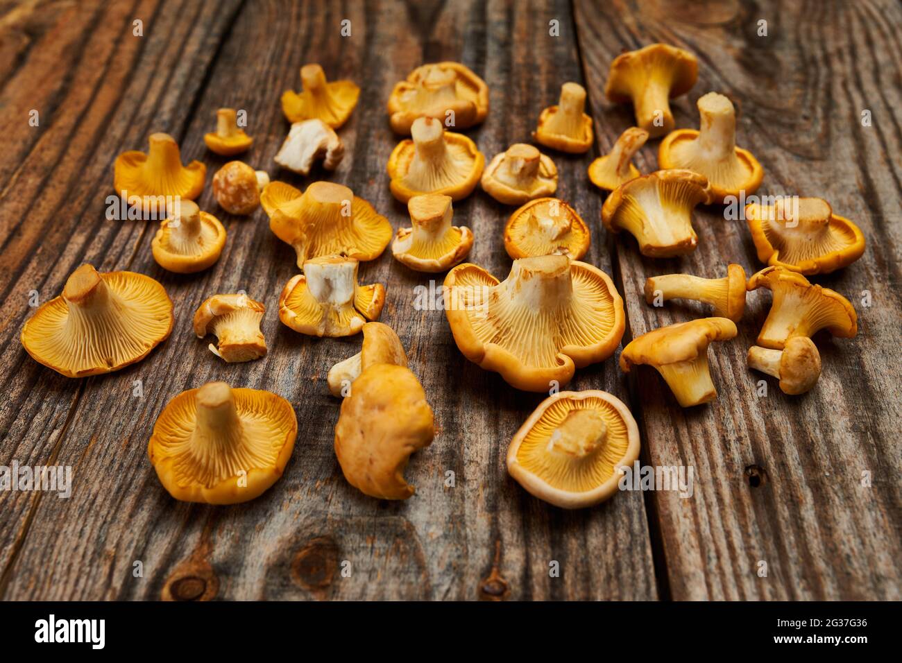 Ein Haufen köstlicher, frischer, essbarer Golden Chantarelle-Pilze auf einem rustikalen Holzbrett Stockfoto