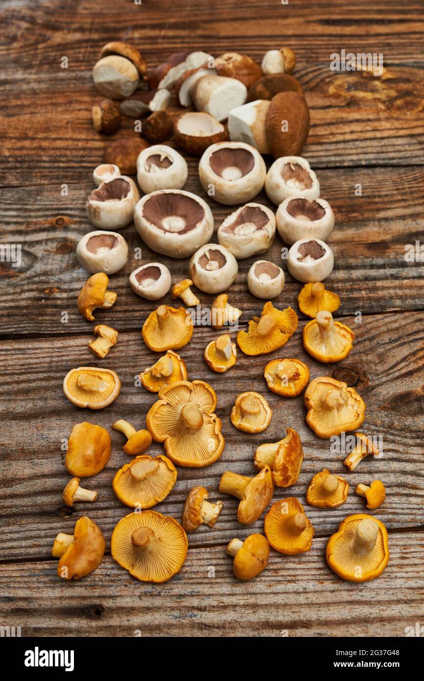 Eine Vielzahl von essbaren Waldpilzen, Botele, Chantarelle und Champignons auf Holzbrett, gereinigt und bereit zum Kochen Stockfoto