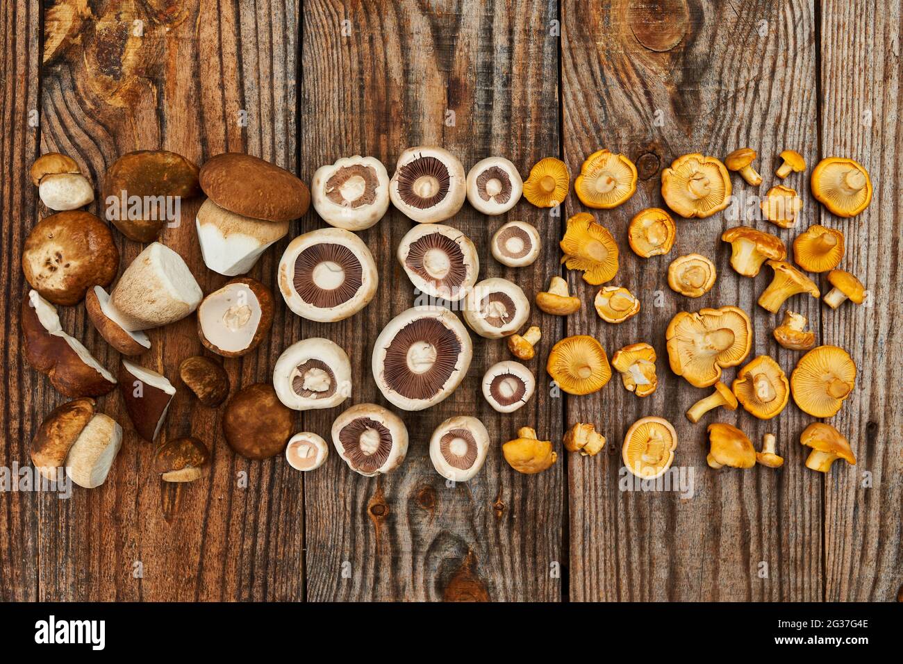 Eine Vielzahl von essbaren Waldpilzen, Botele, Chantarelle und Champignons auf Holzbrett, gereinigt und bereit zum Kochen Stockfoto