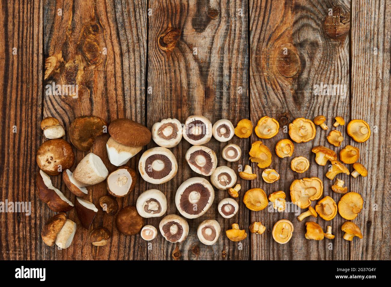 Eine Vielzahl von essbaren Waldpilzen, Botele, Chantarelle und Champignons auf Holzbrett, gereinigt und bereit zum Kochen Stockfoto