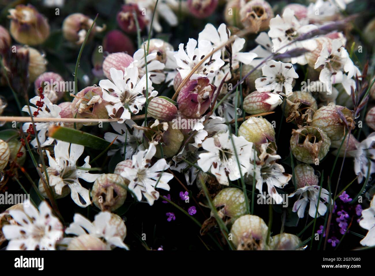 Sea campion (Silene uniflora), Vestrahorn, Südisland, Island Stockfoto