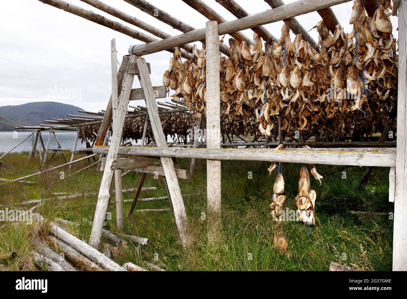 Holzgestell mit Fischköpfen, getrocknete Fische, zum Trocknen auf Holzgestell hängende Fische, Flateyri, Vestfiroir, Westfjorde, Nordwestisland, Island Stockfoto