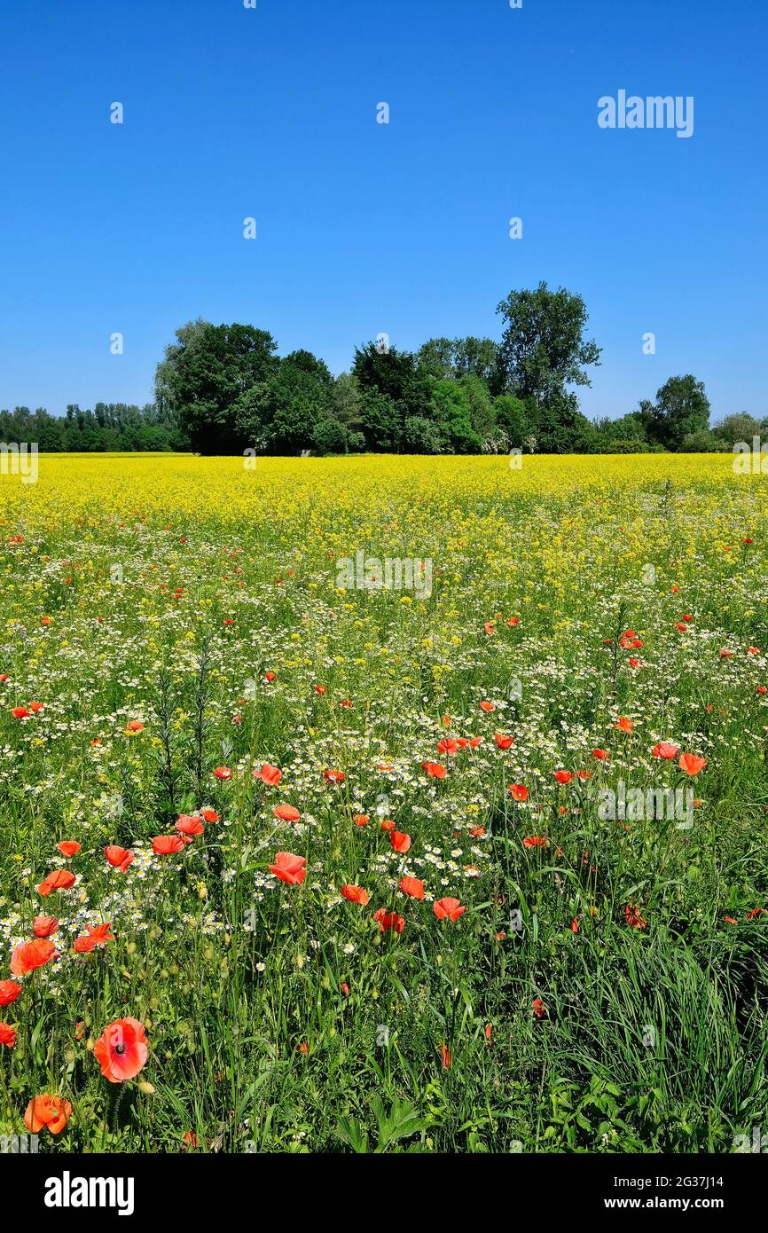 Wiese mit Maismohn und Kamille. Stockfoto