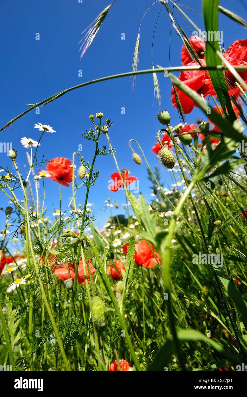 Wiese mit Maismohn und Kamille. Stockfoto