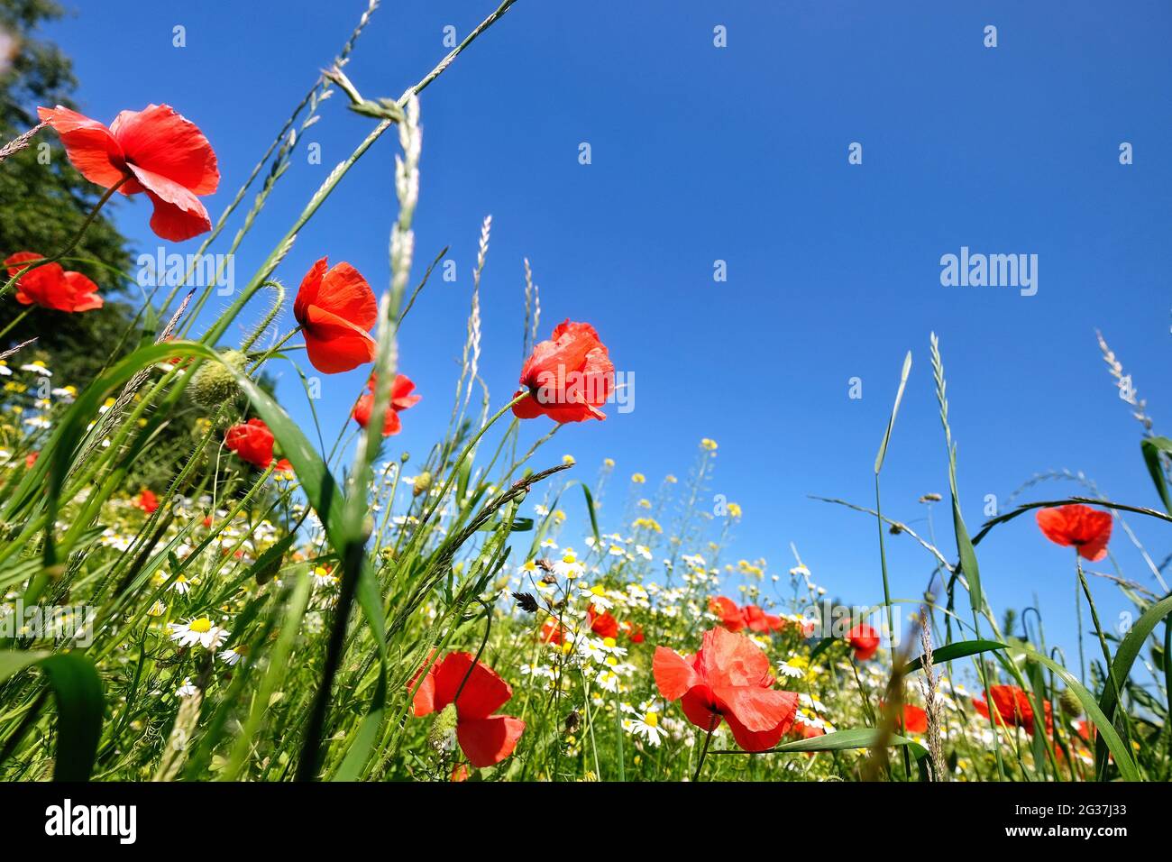 Wiese mit Maismohn und Kamille. Stockfoto