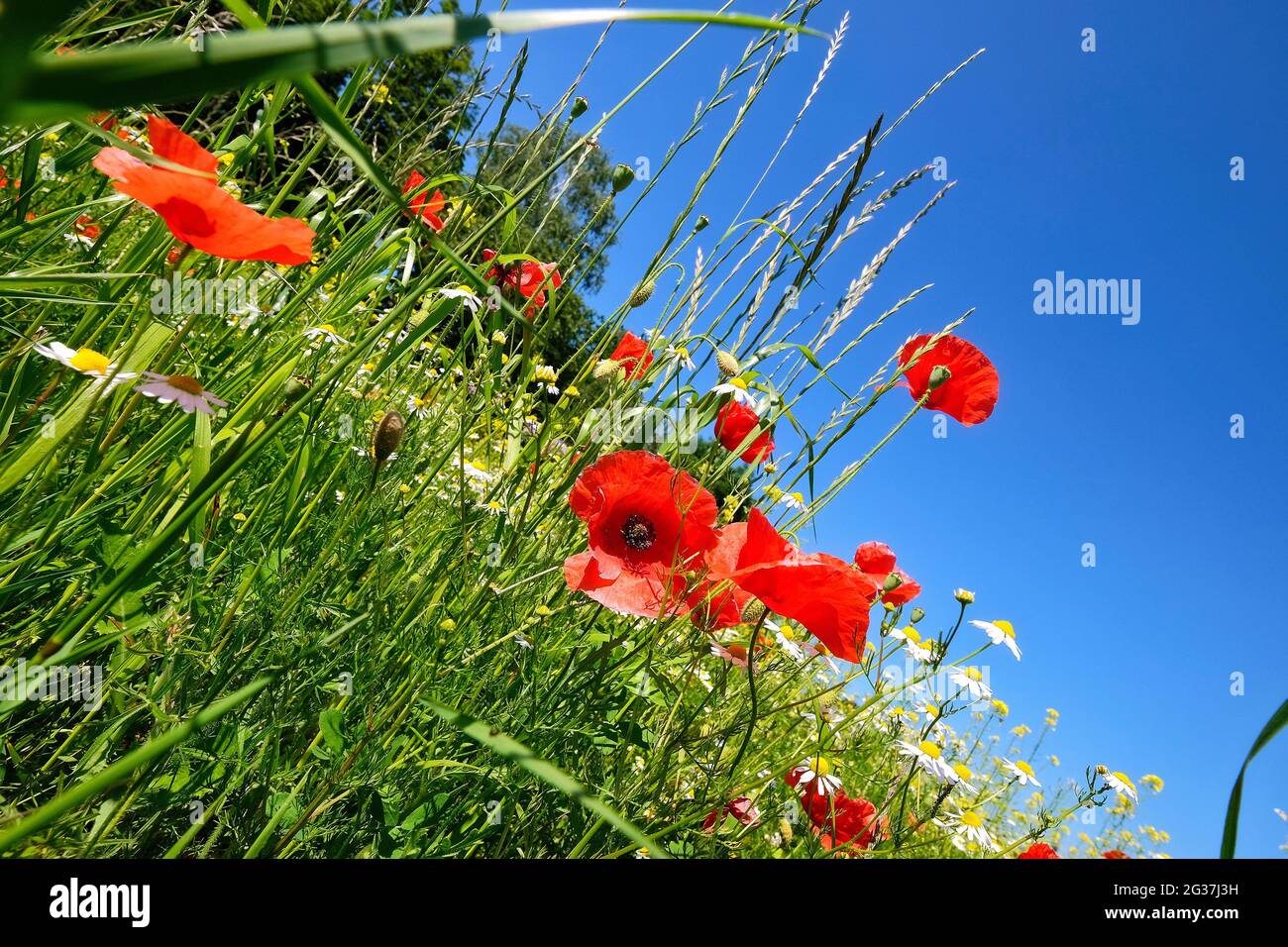 Wiese mit Maismohn und Kamille. Stockfoto