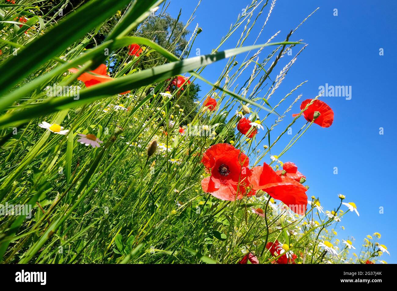Wiese mit Maismohn und Kamille. Stockfoto