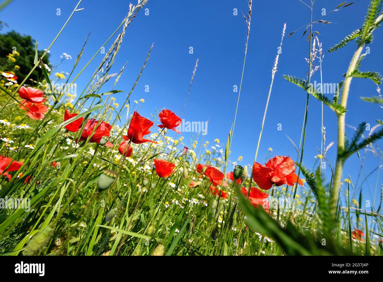 Wiese mit Maismohn und Kamille. Stockfoto
