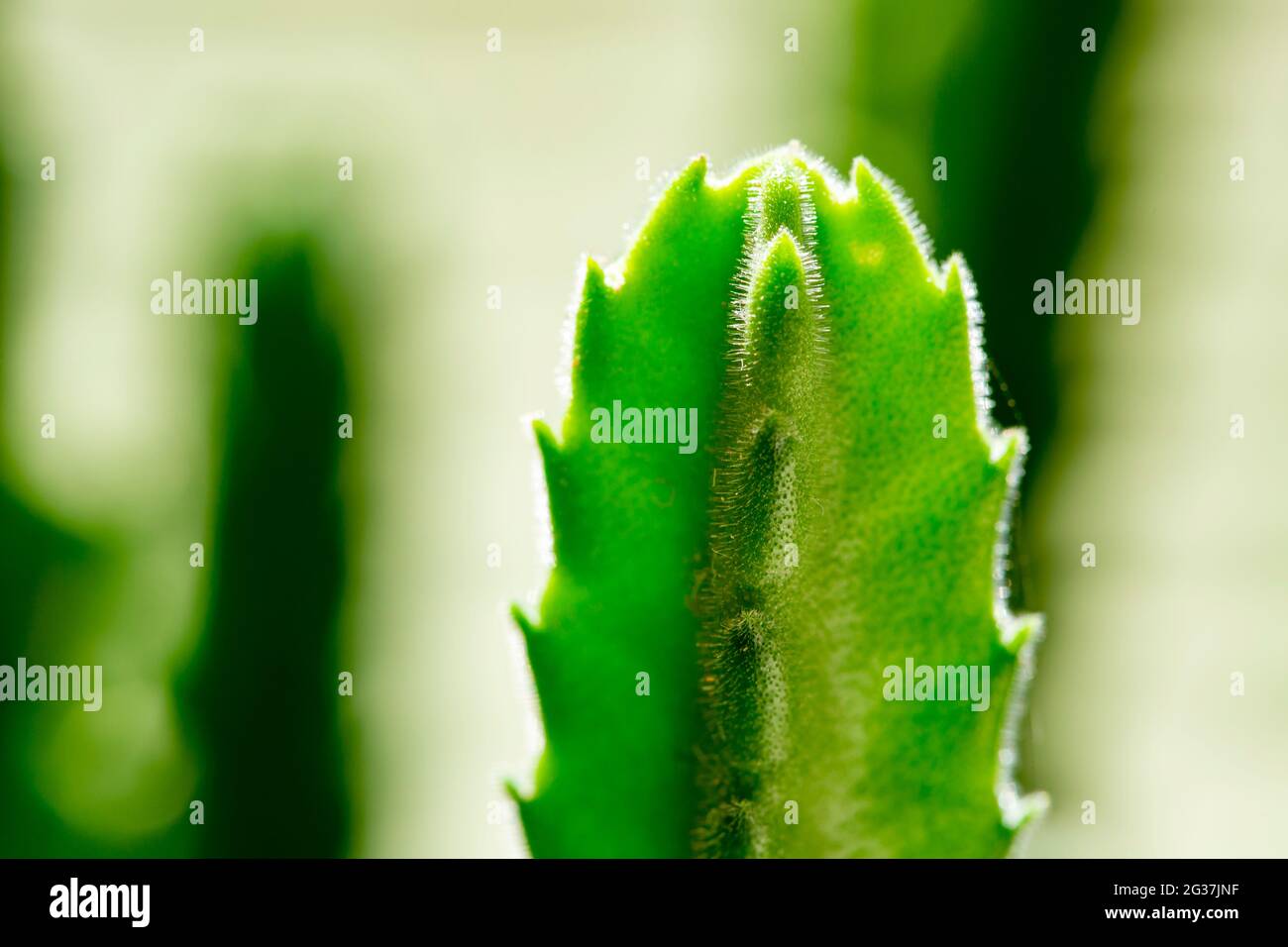 Nahaufnahme von Topfpflanzen, die Kakteen anbauen. Stockfoto