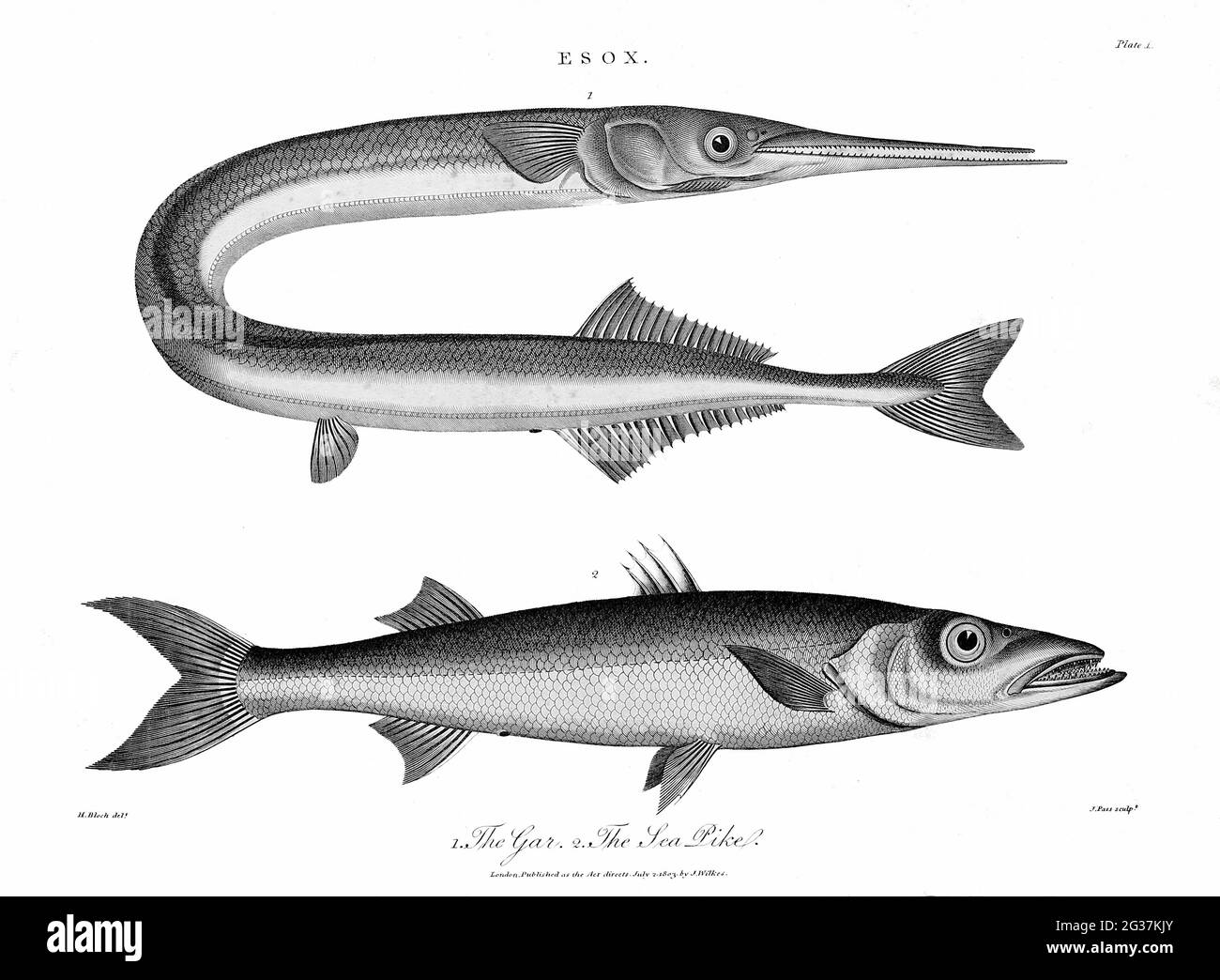 Esox - 1. Das Gar 2. Der Kupferstich von Sea Pike aus der Encyclopaedia Londinensis OR, Universal Dictionary of Arts, Sciences, and literature; Band VII; herausgegeben von Wilkes, John. Veröffentlicht 1810 in London Stockfoto