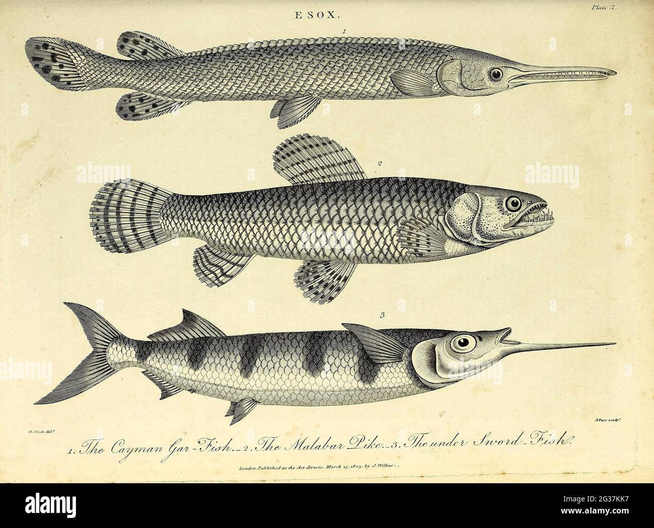 Esox - 1. Der Kaimangarfisch 2.der Malabarpike 3. Der Kupferstich unter dem Schwert aus der Encyclopaedia Londinensis OR, Universal Dictionary of Arts, Sciences, and literature; Band VII; herausgegeben von Wilkes, John. Veröffentlicht 1810 in London Stockfoto