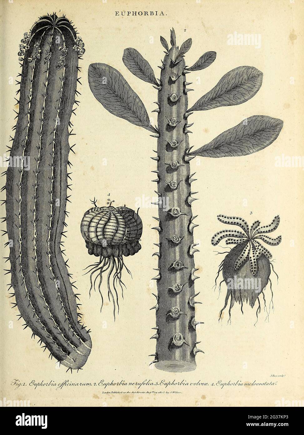 1. Der Ährenbauch 2. Efibia neriifolia 3. 4. Kupferstich aus der Encyclopaedia Londinensis oder, Universelles Wörterbuch der Künste, Wissenschaften und Literatur; Band VII; herausgegeben von Wilkes, John. Veröffentlicht 1810 in London Stockfoto