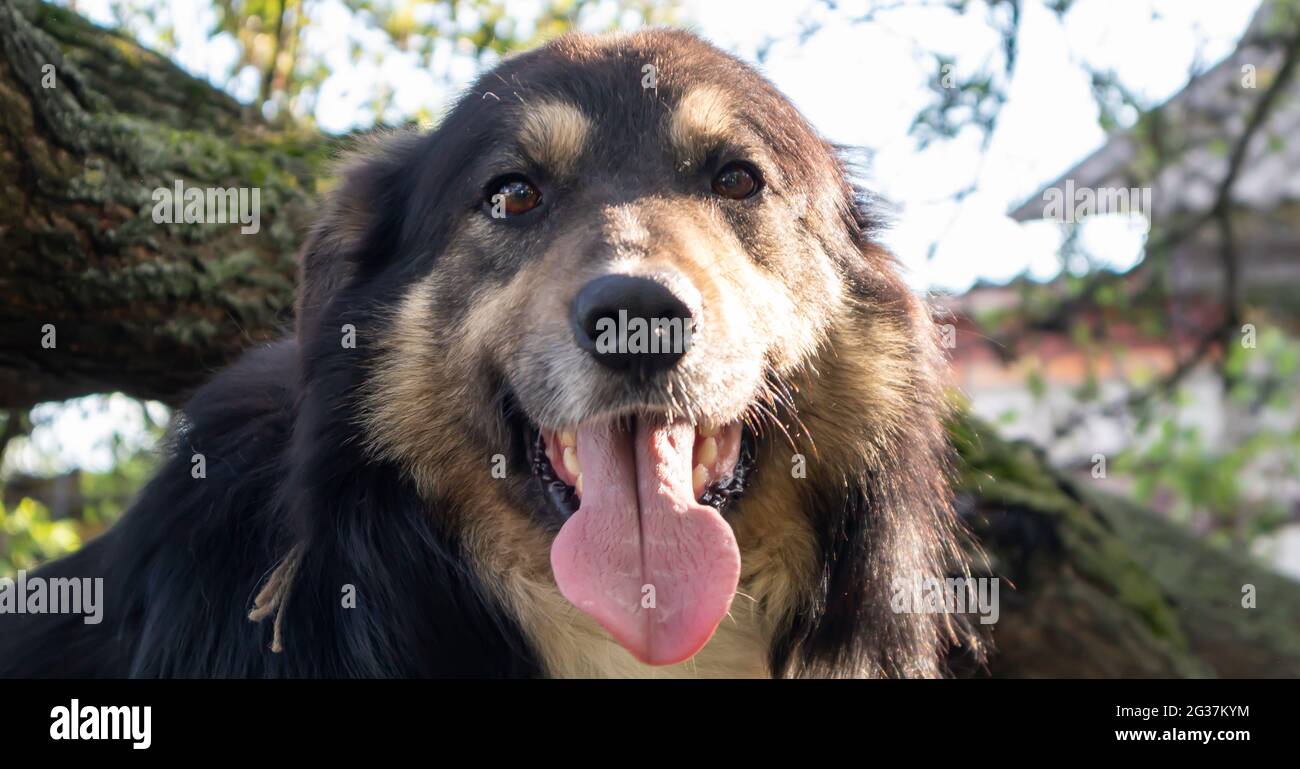 Porträt eines erwachsenen großen Hundes im Hof des Hauses mit der Zunge, die nach außen hängt. Schwarzes Haustier mit braunen Augen. Halten Sie einen Hund im Hof eines privaten Stockfoto