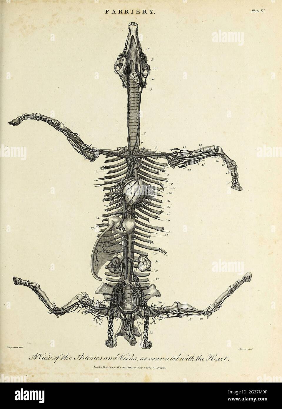 Ansicht der Arterien und Venen im Zusammenhang mit dem Herzen Kupferstich aus der Encyclopaedia Londinensis OR, Universal Dictionary of Arts, Sciences, and literature; Band VII; herausgegeben von Wilkes, John. Veröffentlicht 1810 in London Stockfoto