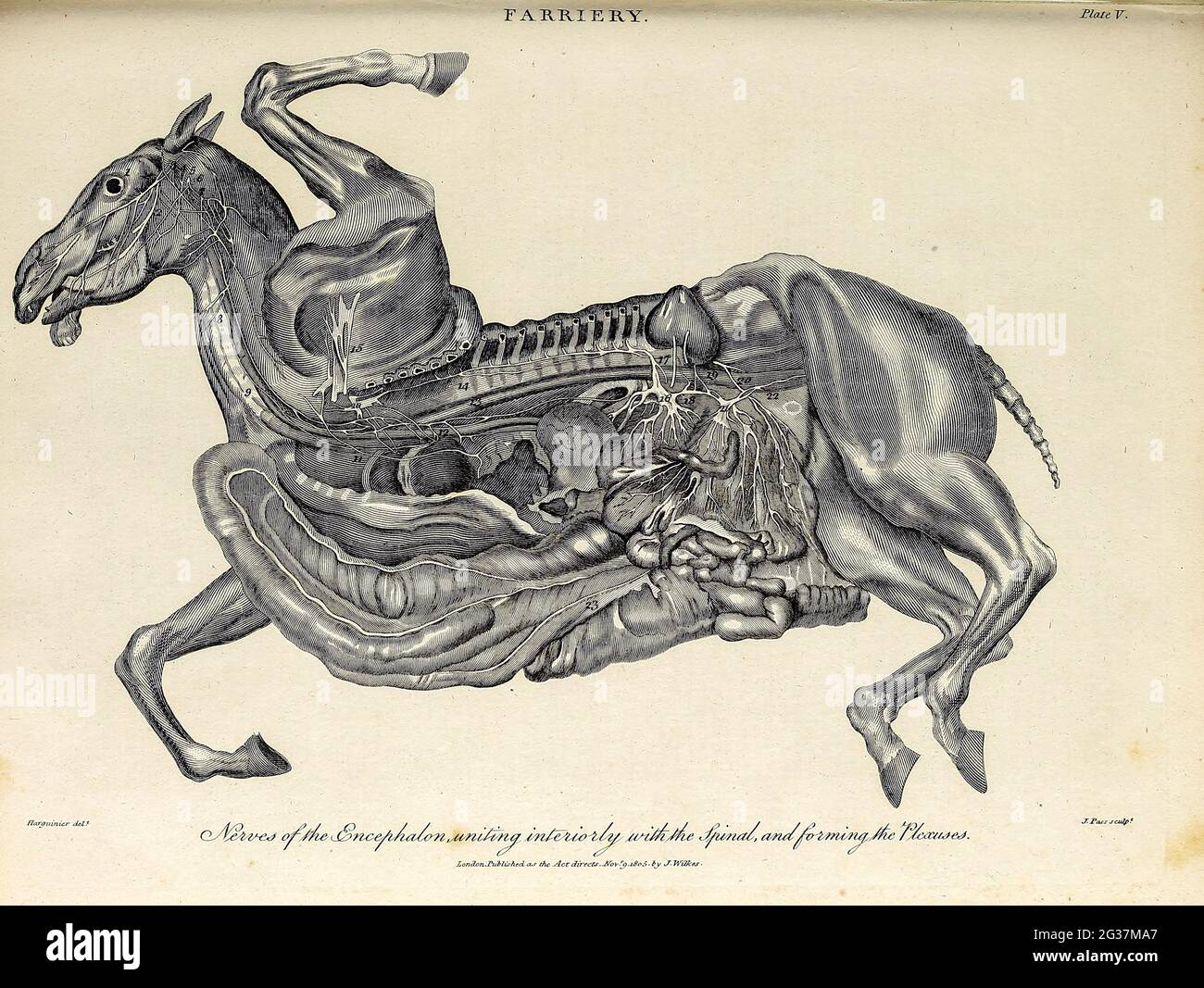 Nerven des Encepalons, die sich innerlich mit dem Rückenmark vereinigen und die Plexus bilden Kupferstich aus der Encyclopedia Londinensis oder dem Universellen Wörterbuch der Künste, Wissenschaften und Literatur; Band VII; herausgegeben von Wilkes, John. Veröffentlicht 1810 in London Stockfoto
