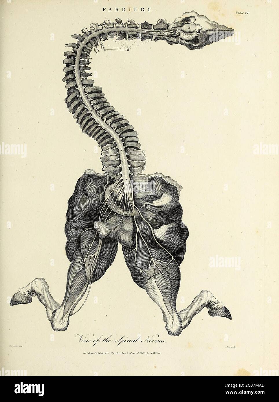 Ansicht der Spinalnerven eines Pferdes Kupferstich aus der Encyclopaedia Londinensis OR, Universelles Wörterbuch der Künste, Wissenschaften und Literatur; Band VII; herausgegeben von Wilkes, John. Veröffentlicht 1810 in London Stockfoto