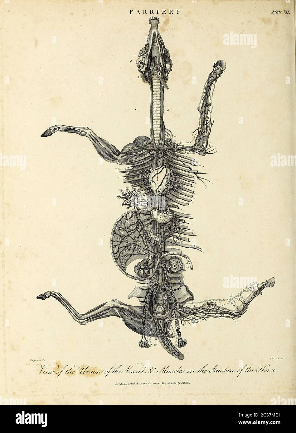 Ansicht der Vereinigung der Gefäße und Muskeln in der Struktur des Pferdes Kupferstich aus der Encyclopedia Londinensis oder, Universelles Wörterbuch der Künste, Wissenschaften und Literatur; Band VII; herausgegeben von Wilkes, John. Veröffentlicht 1810 in London Stockfoto