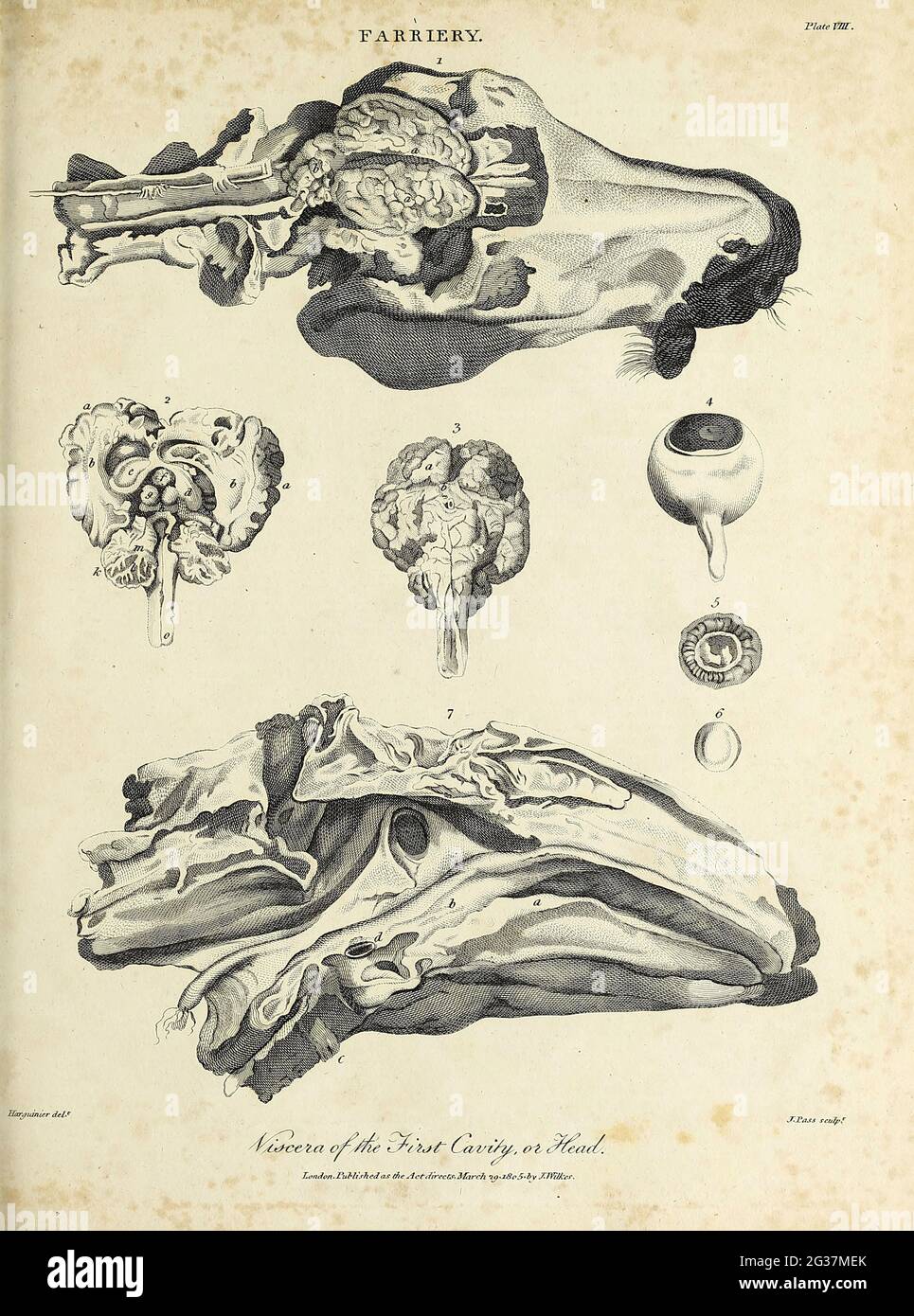 Eingeweide der ersten Höhle oder des Kopfes eines Pferdes Kupferstich aus der Encyclopaedia Londinensis OR, Universelles Wörterbuch der Künste, Wissenschaften und Literatur; Band VII; herausgegeben von Wilkes, John. Veröffentlicht 1810 in London Stockfoto