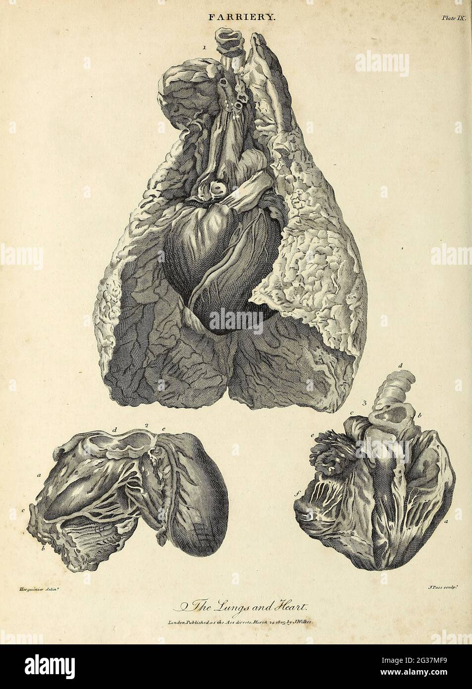 Kupferstich aus der Encyclopedia Londinensis OR, Universal Dictionary of Arts, Sciences, and literature; Band VII; herausgegeben von Wilkes, John. Veröffentlicht 1810 in London Stockfoto
