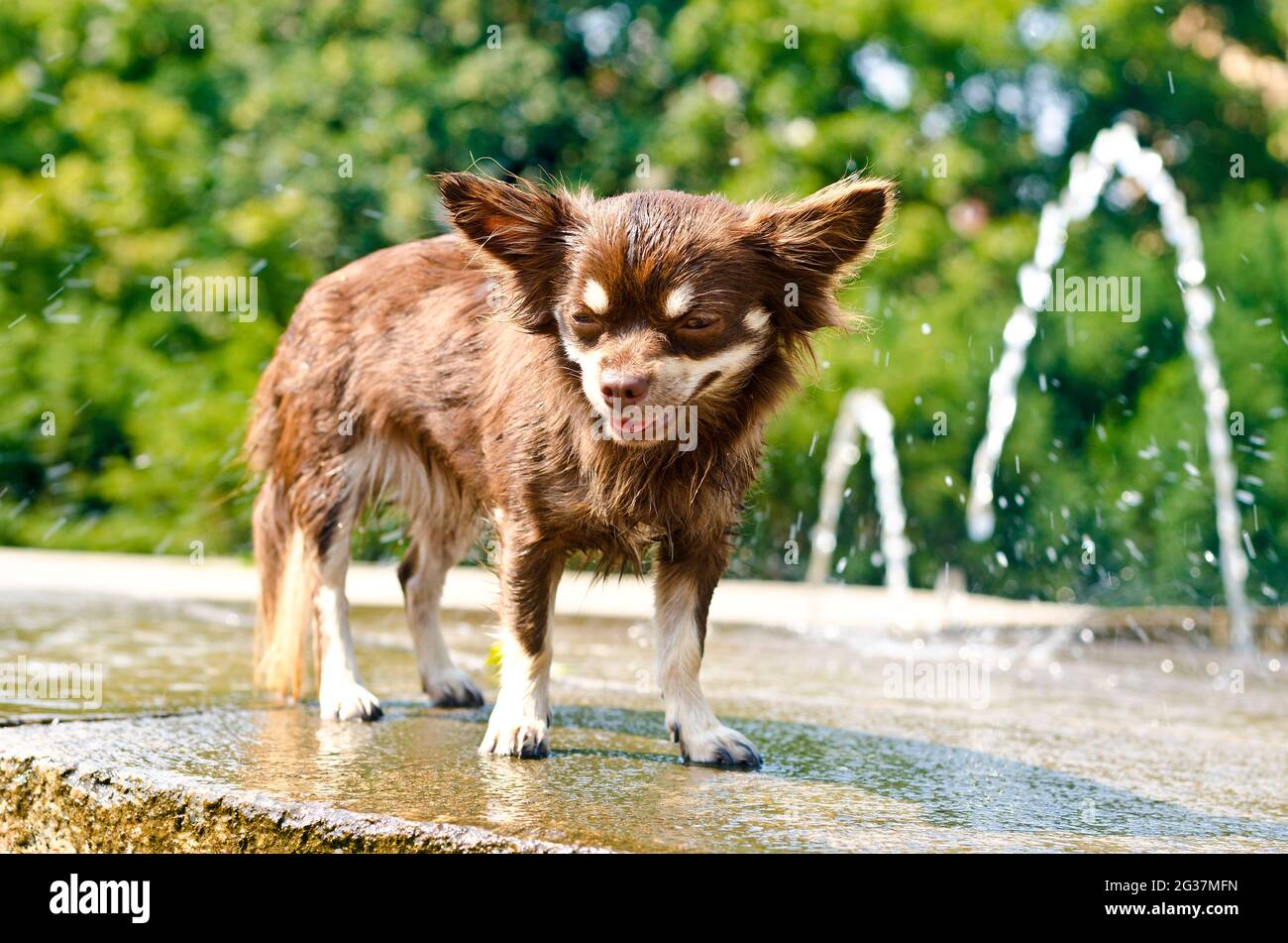 Longhair braun chihuahua nach einer erfrischenden Dusche in einem Stadtparkbrunnen Stockfoto