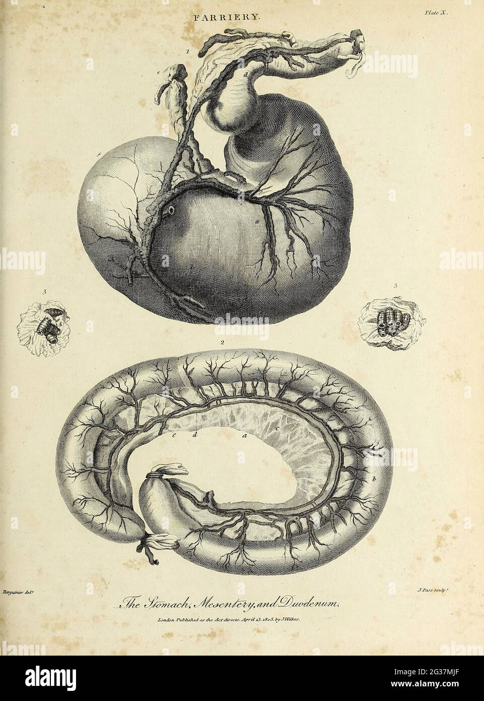 Pferdemagen, Mesenterie und Duodenum Kupferstich aus der Encyclopaedia Londinensis OR, Universelles Wörterbuch der Künste, Wissenschaften und Literatur; Band VII; herausgegeben von Wilkes, John. Veröffentlicht 1810 in London Stockfoto