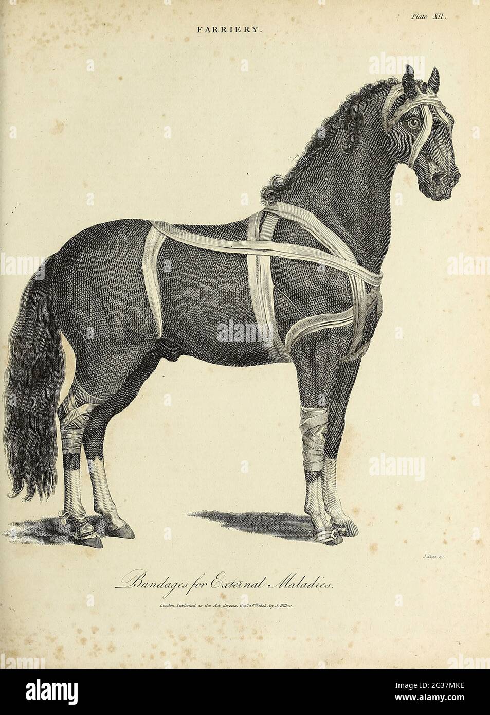 Bandages for External Maladies Kupferstich aus der Encyclopaedia Londinensis OR, Universal Dictionary of Arts, Sciences, and literature; Band VII; herausgegeben von Wilkes, John. Veröffentlicht 1810 in London Stockfoto