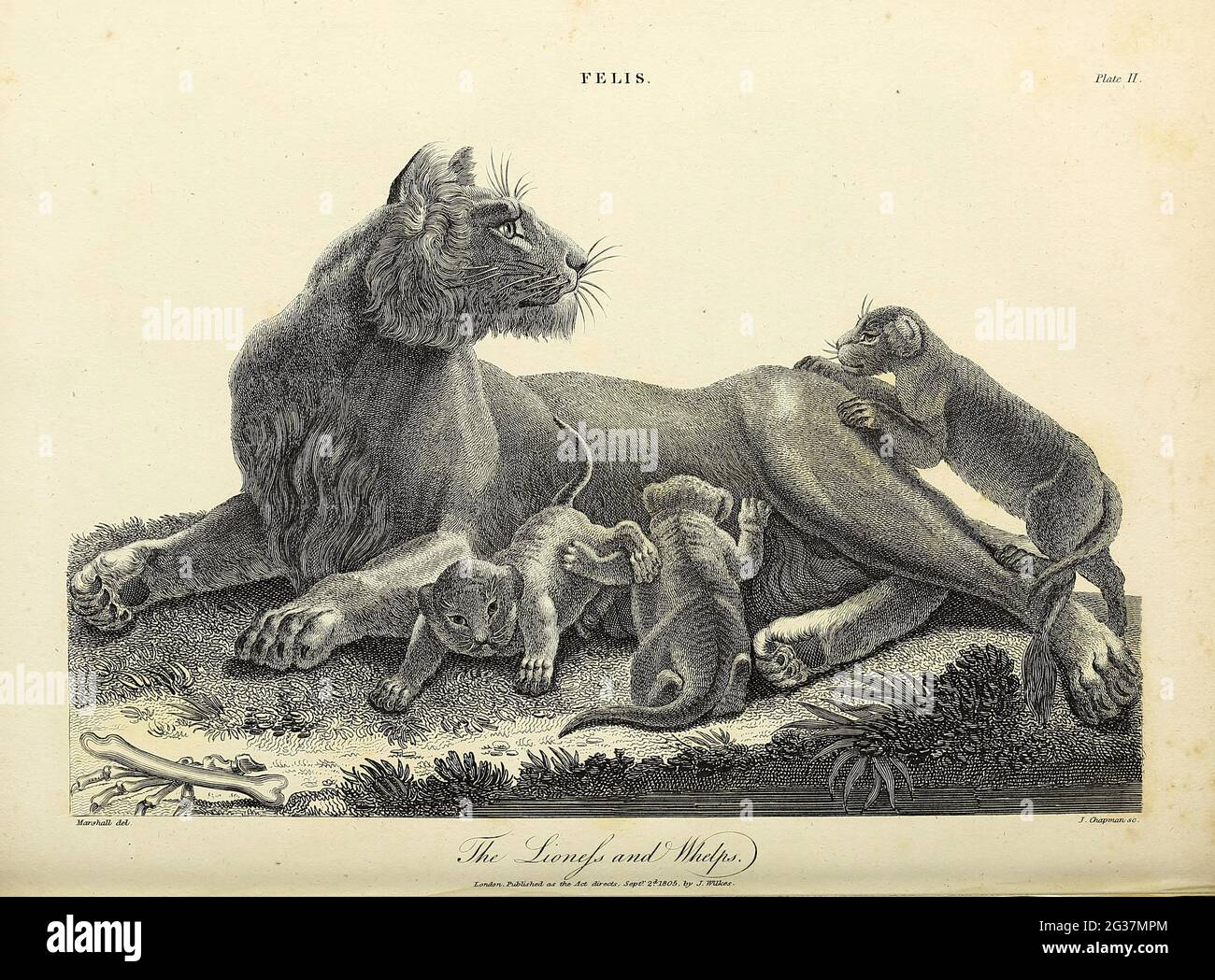 Felis - die Löwin mit Welpen Kupferstich aus der Encyclopaedia Londinensis OR, Universelles Wörterbuch der Künste, Wissenschaften und Literatur; Band VII; herausgegeben von Wilkes, John. Veröffentlicht 1810 in London Stockfoto