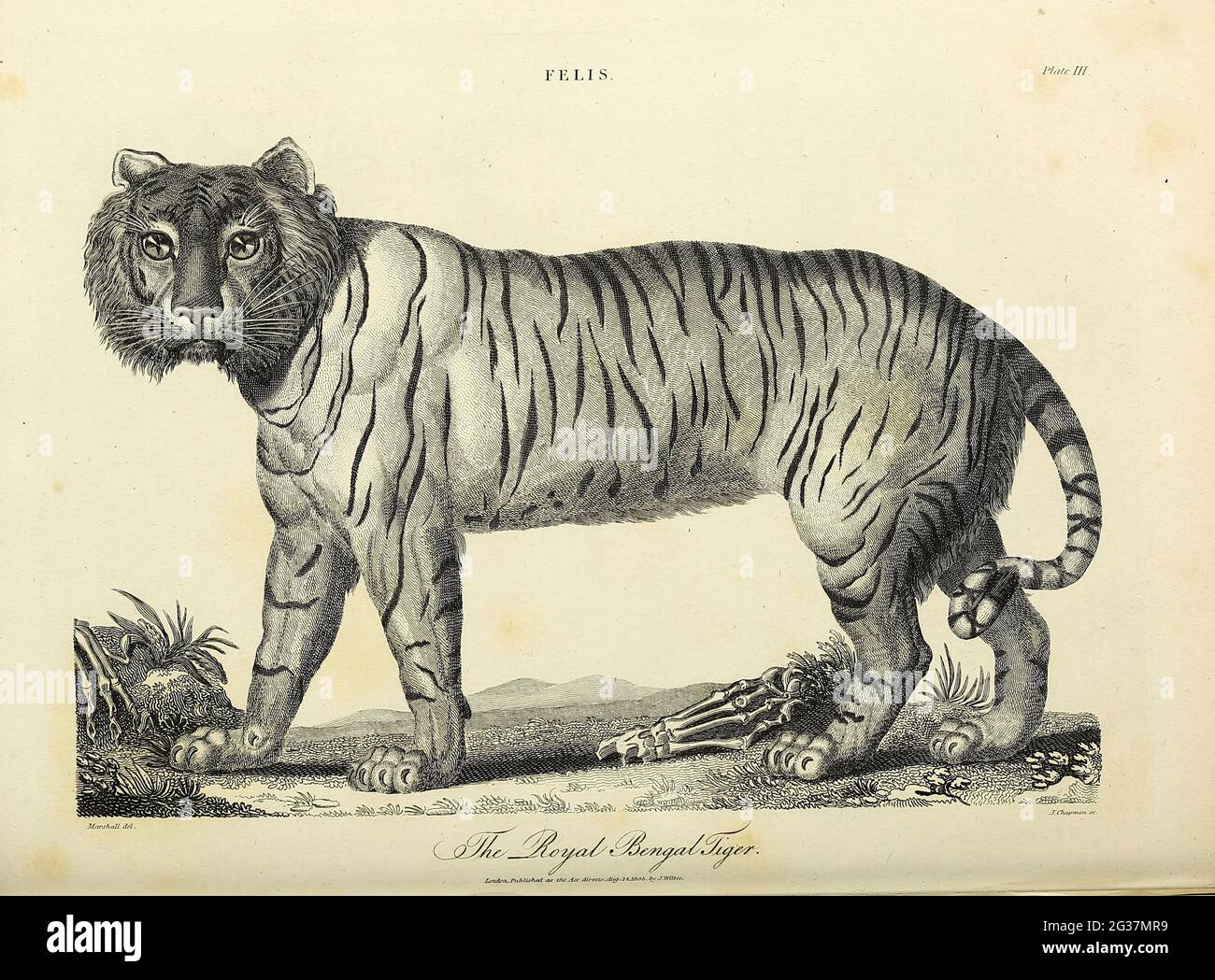 Königlicher Tiger Kupferstich aus der Encyclopaedia Londinensis OR, Universelles Wörterbuch der Künste, Wissenschaften und Literatur; Band VII; herausgegeben von Wilkes, John. Veröffentlicht 1810 in London Stockfoto