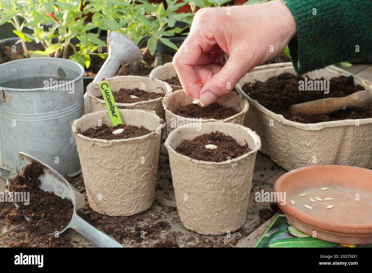 Säen von Gurken. Frau beginnt Gurkensamen - Cucumis sativus 'Burpless Tasty Green' einzeln in Tontöpfe. VEREINIGTES KÖNIGREICH Stockfoto