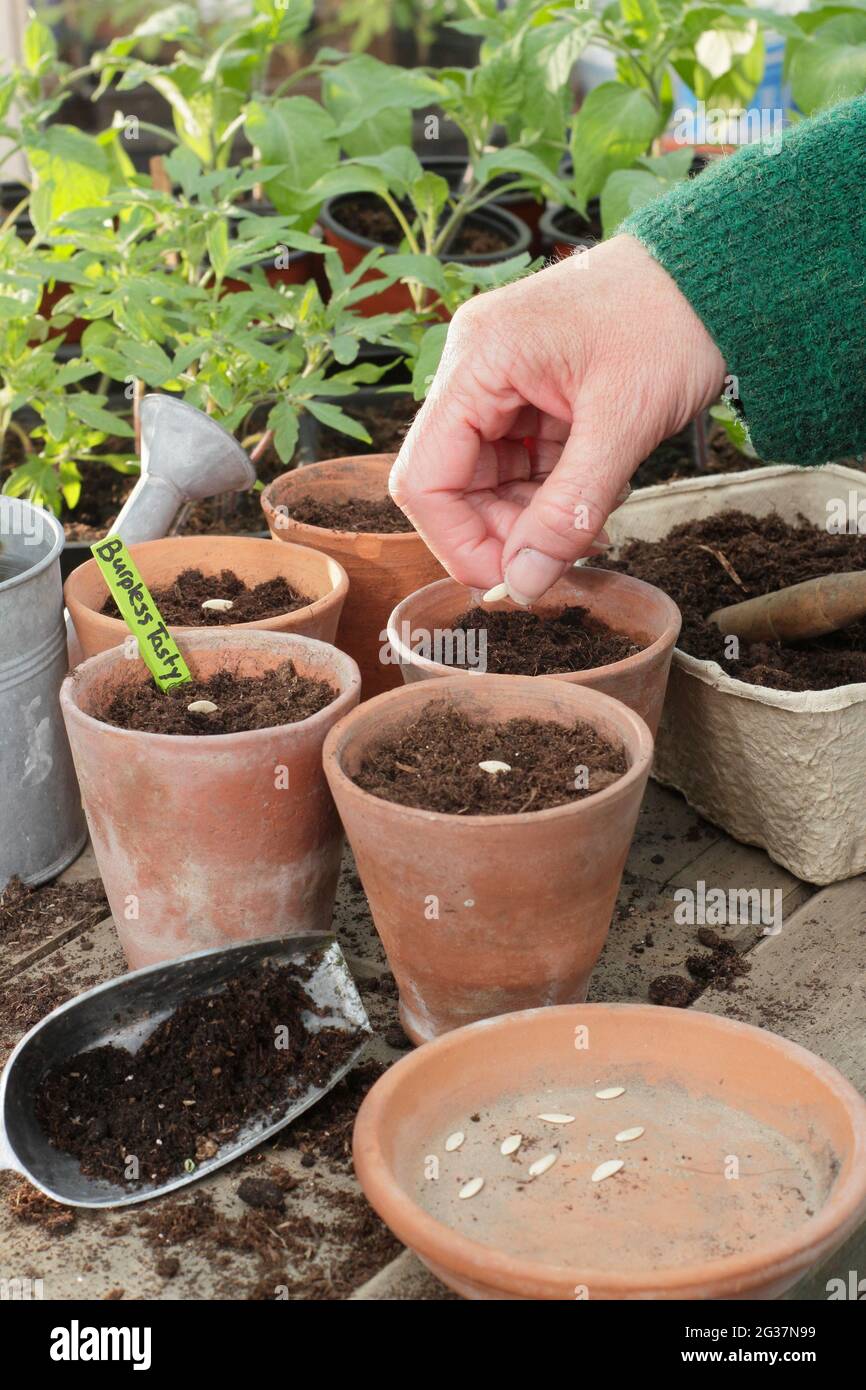 Säen von Gurken. Frau beginnt Gurkensamen - Cucumis sativus 'Burpless Tasty Green' einzeln in Tontöpfe. VEREINIGTES KÖNIGREICH Stockfoto